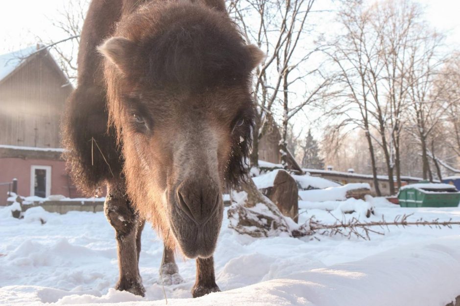 Žiema – tikras džiaugsmas gyvūnams