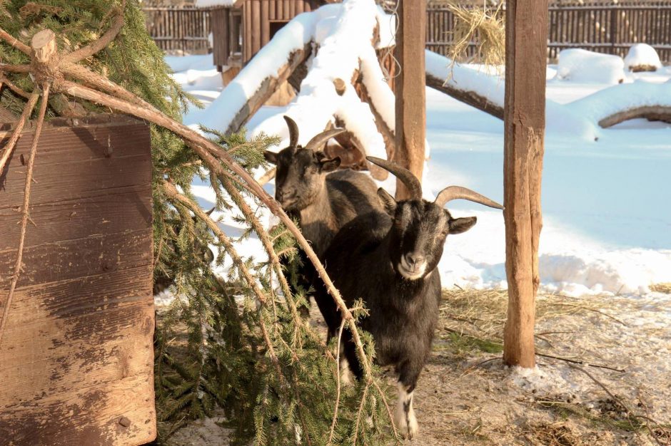 Žiema – tikras džiaugsmas gyvūnams