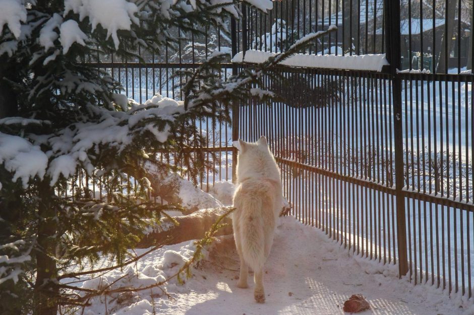 Žiema – tikras džiaugsmas gyvūnams