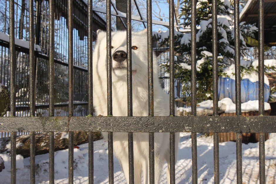 Žiema – tikras džiaugsmas gyvūnams