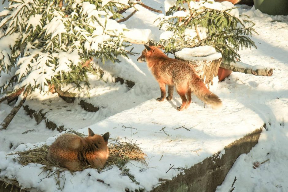 Žiema – tikras džiaugsmas gyvūnams