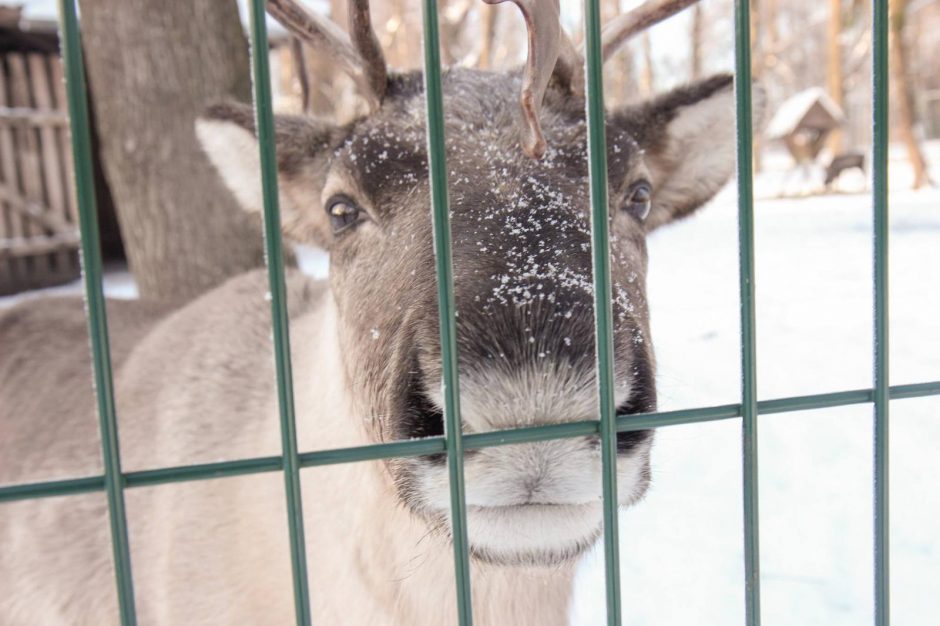 Žiema – tikras džiaugsmas gyvūnams