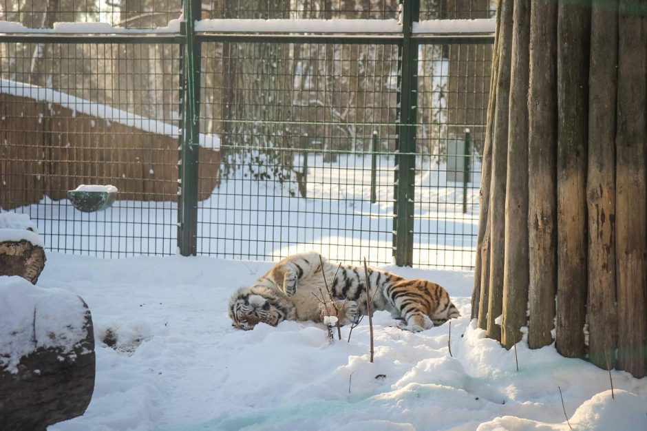 Žiema – tikras džiaugsmas gyvūnams