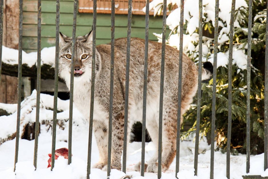 Žiema – tikras džiaugsmas gyvūnams