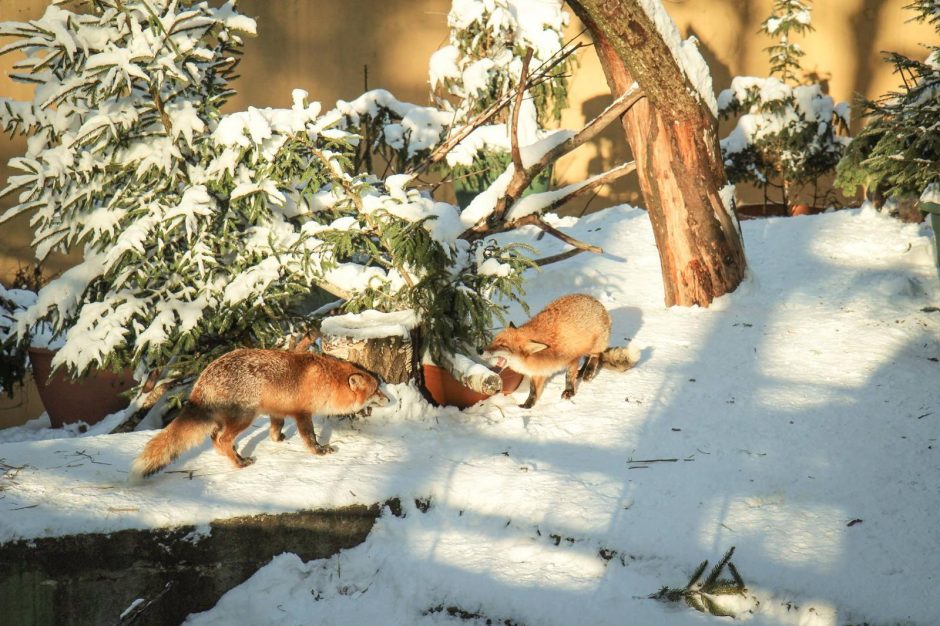 Žiema – tikras džiaugsmas gyvūnams