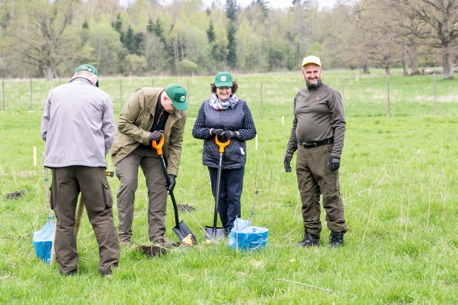 Neeilinė šventė – Rumšiškėse pasodinti šimtamečių ąžuolų klonai