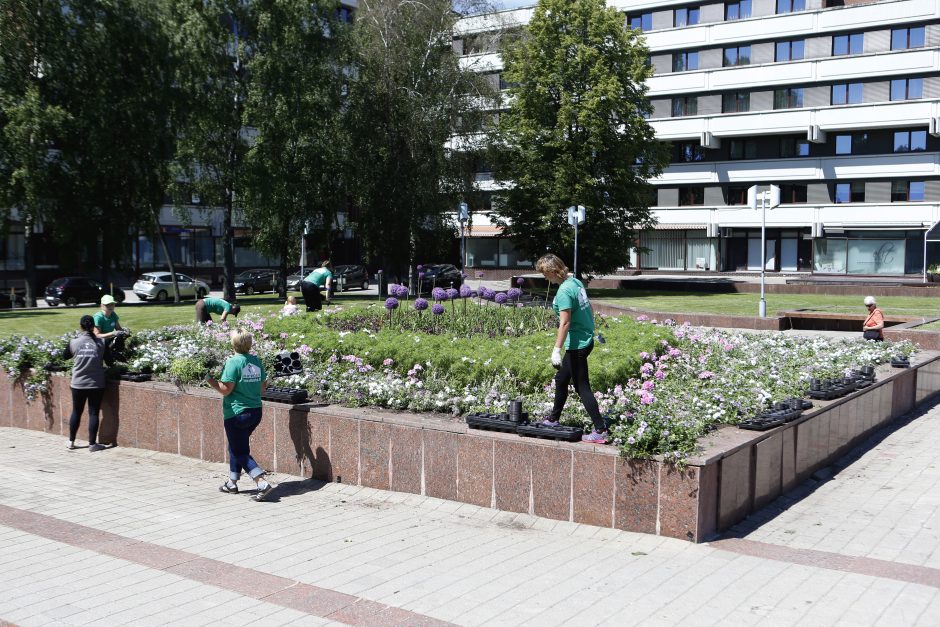 Miestą papuošė vasaros gėlės