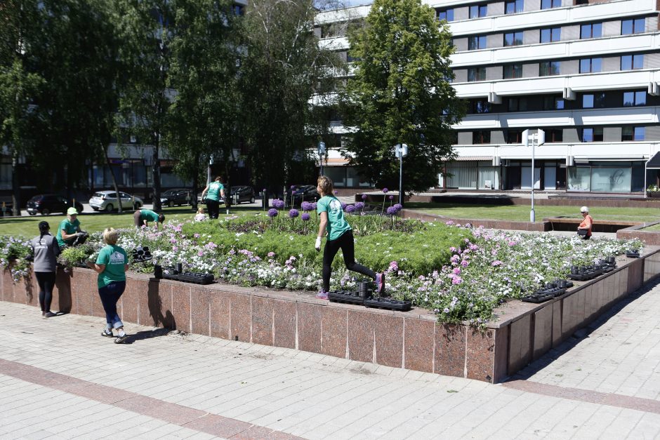 Miestą papuošė vasaros gėlės