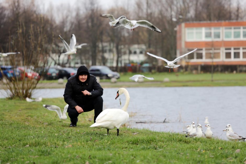 Trūko kantrybė: susivieniję klaipėdiečiai gelbėjo gulbę