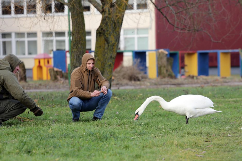 Trūko kantrybė: susivieniję klaipėdiečiai gelbėjo gulbę