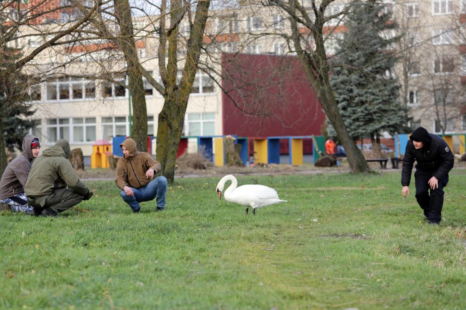 Trūko kantrybė: susivieniję klaipėdiečiai gelbėjo gulbę