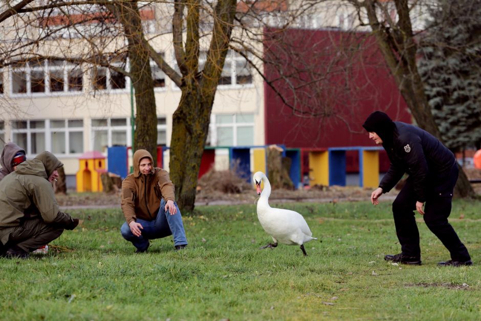 Trūko kantrybė: susivieniję klaipėdiečiai gelbėjo gulbę