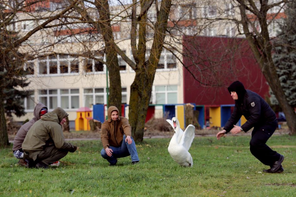 Trūko kantrybė: susivieniję klaipėdiečiai gelbėjo gulbę