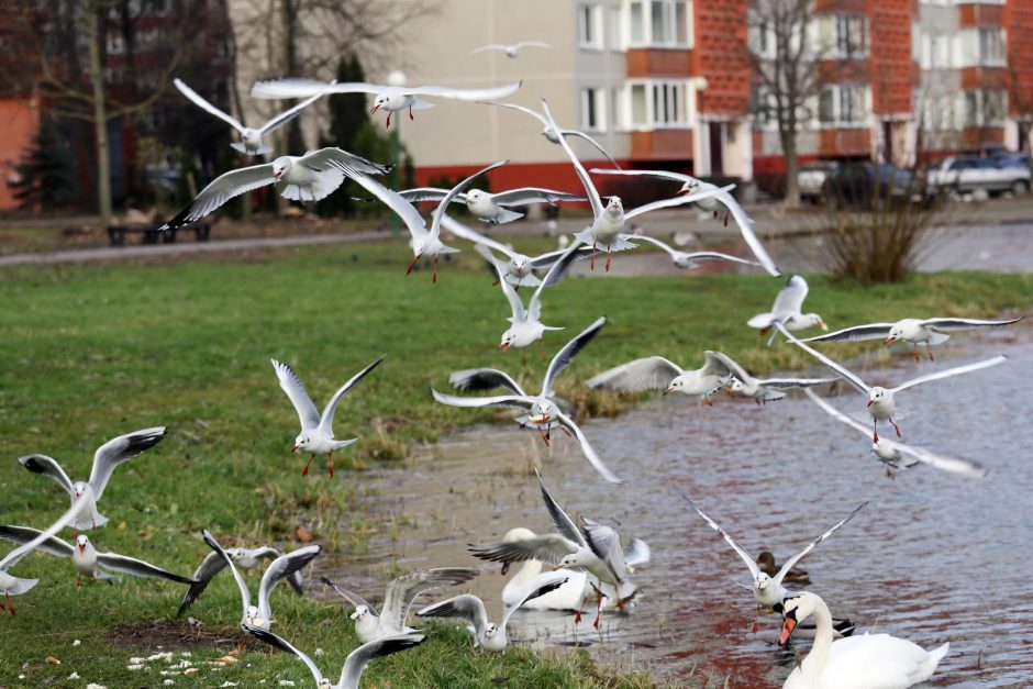 Trūko kantrybė: susivieniję klaipėdiečiai gelbėjo gulbę