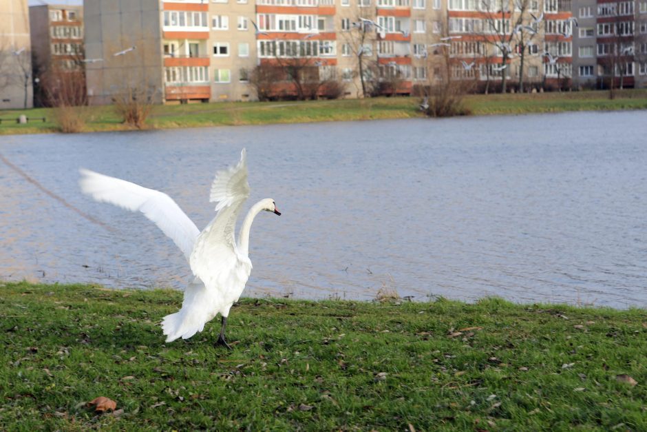 Trūko kantrybė: susivieniję klaipėdiečiai gelbėjo gulbę