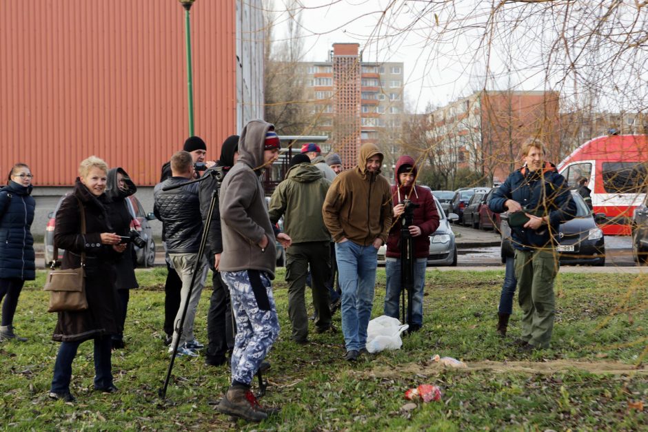 Trūko kantrybė: susivieniję klaipėdiečiai gelbėjo gulbę