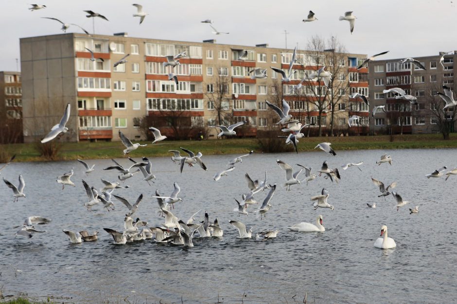 Trūko kantrybė: susivieniję klaipėdiečiai gelbėjo gulbę