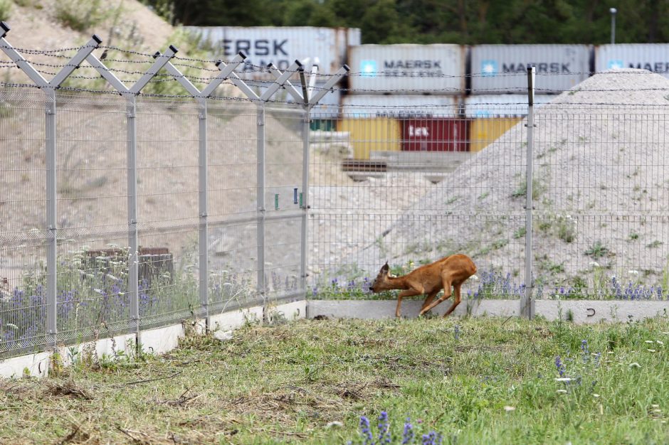 Uostamiestyje blaškosi paklydusi stirna