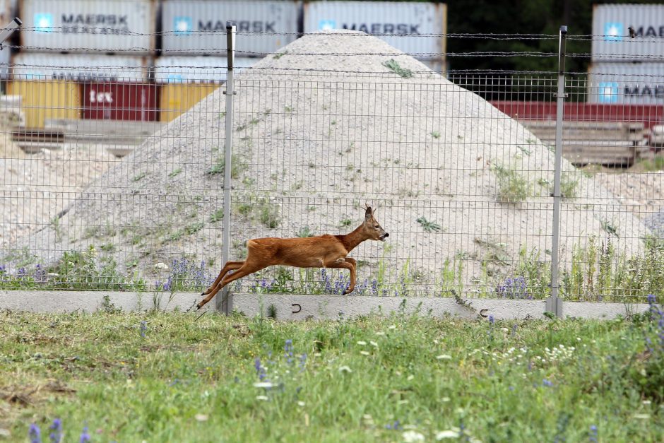 Uostamiestyje blaškosi paklydusi stirna