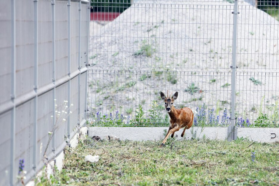 Uostamiestyje blaškosi paklydusi stirna