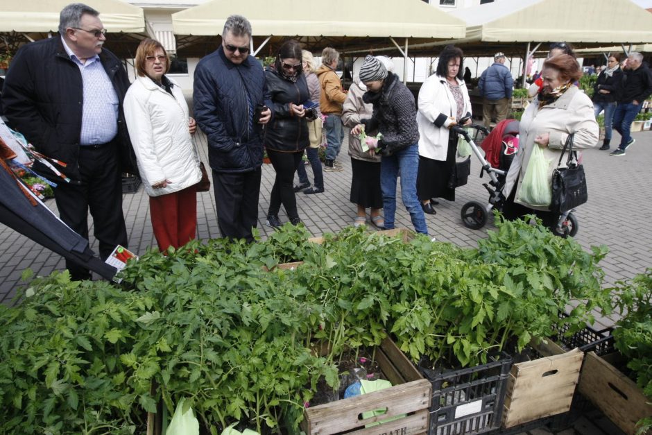 Turgavietėje – pavasario gėrybės