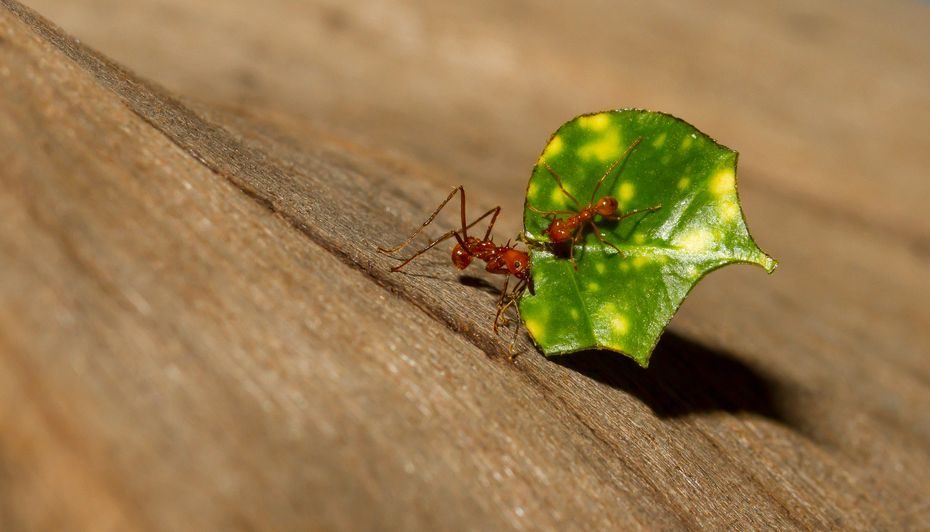 Lapkirpės skruzdėlės tapo pirmaisiais žinomais biomineralinius šarvus turinčiais vabzdžiais