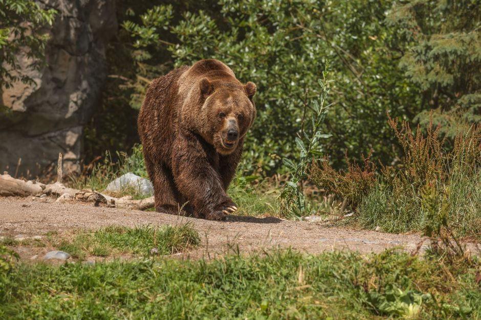 Mirtinas susirėmimas: paauglys išgelbėjo tėčio gyvybę smūgiuodamas lokiui į snukį