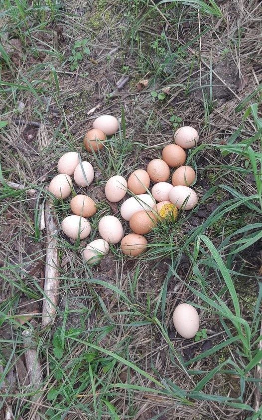 Dėl radinių miške – nuostaba ir mįslės