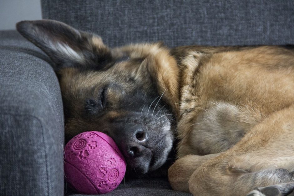 Šakių rajone sunkiai sužalotas šuo: gyvūną teko užmigdyti