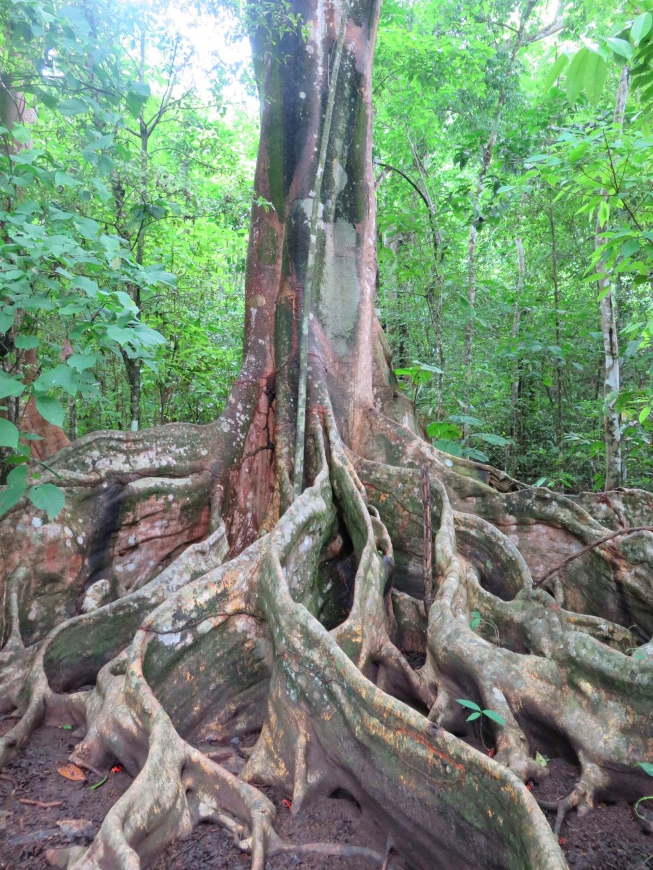 Iš Kosta Rikos atkeliavusios „Džiunglių istorijos“: gyvenimas džiunglėse įvairus ir stulbinantis