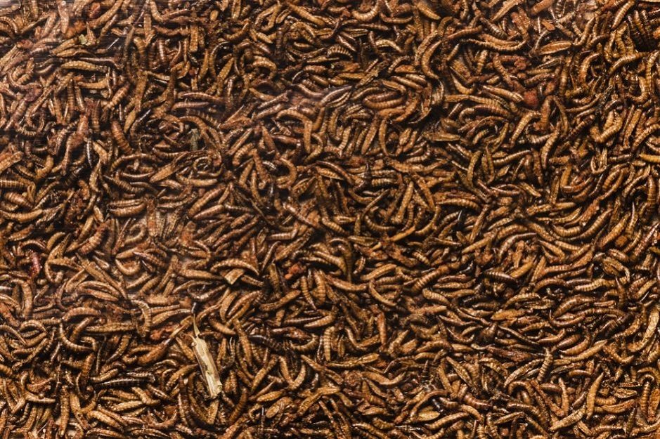Marijampolėje iškils vabzdžių lervų gamykla: gamins užkandžius ir makaronus