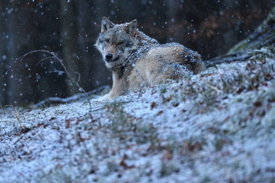 Vilkų išpuolis: šunį sudraskė į skutelius