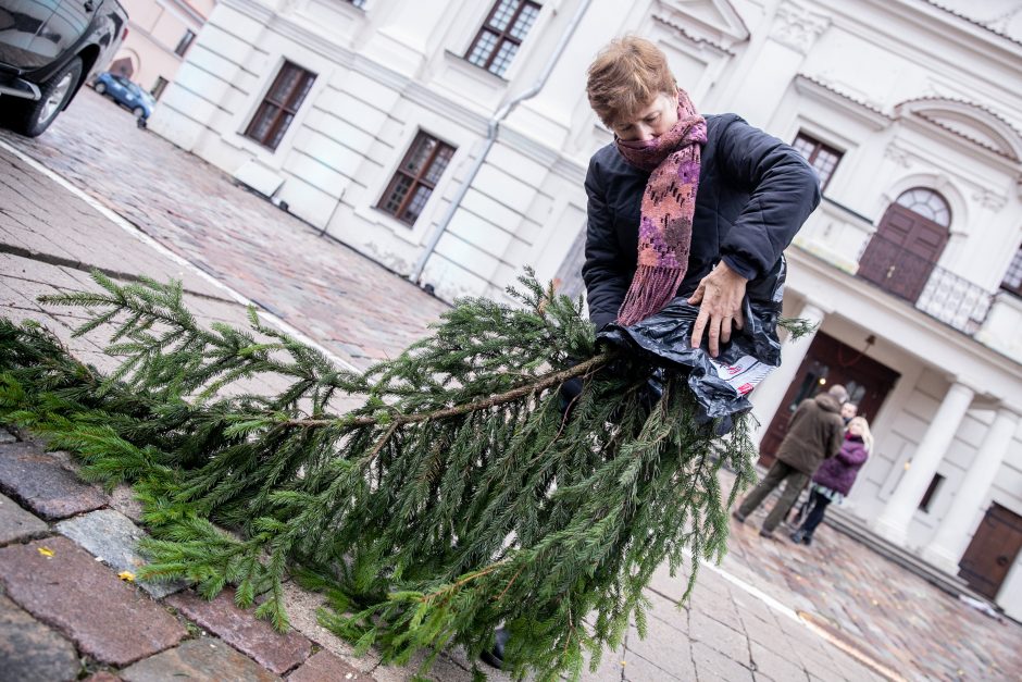 Miškininkų akcija sugrįžo: kauniečiai į namus parsinešė tūstančius eglišakių