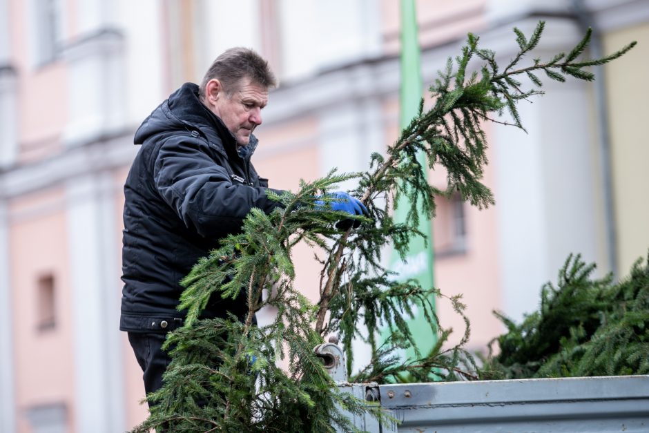 Miškininkų akcija sugrįžo: kauniečiai į namus parsinešė tūstančius eglišakių