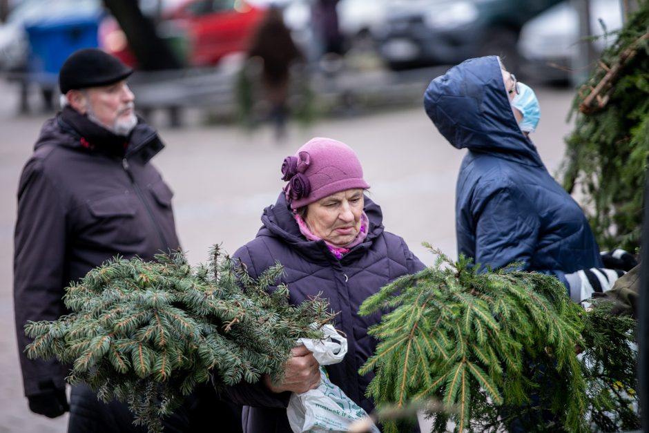 Miškininkų akcija sugrįžo: kauniečiai į namus parsinešė tūstančius eglišakių