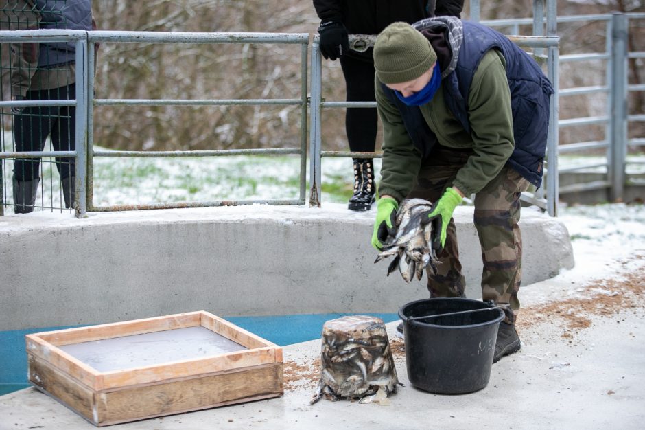 Kalėdinės dovanos pradžiugino Zoologijos sodo gyventojus (nuotraukų galerija)