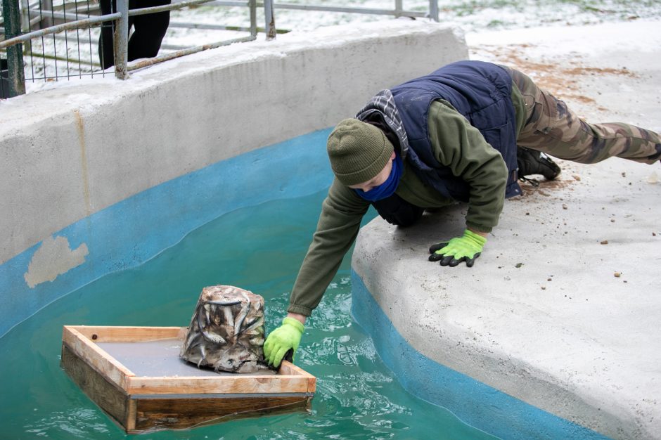 Kalėdinės dovanos pradžiugino Zoologijos sodo gyventojus (nuotraukų galerija)