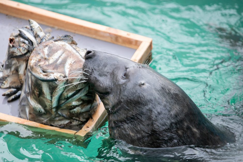 Kalėdinės dovanos pradžiugino Zoologijos sodo gyventojus (nuotraukų galerija)