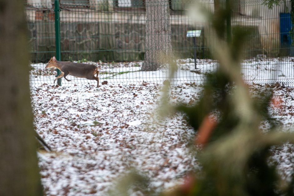 Kalėdinės dovanos pradžiugino Zoologijos sodo gyventojus (nuotraukų galerija)