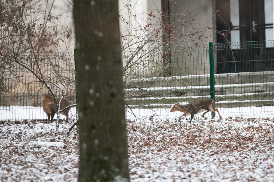 Kalėdinės dovanos pradžiugino Zoologijos sodo gyventojus (nuotraukų galerija)