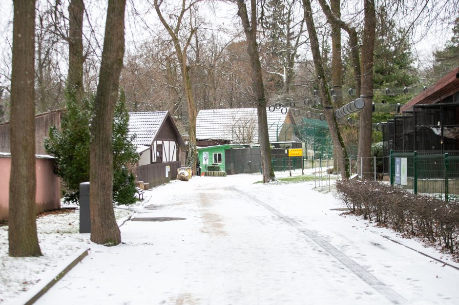 Kalėdinės dovanos pradžiugino Zoologijos sodo gyventojus (nuotraukų galerija)