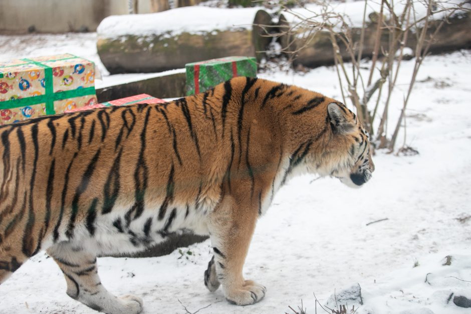 Kalėdinės dovanos pradžiugino Zoologijos sodo gyventojus (nuotraukų galerija)