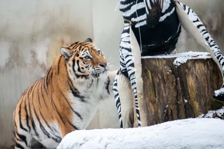 Kalėdinės dovanos pradžiugino Zoologijos sodo gyventojus (nuotraukų galerija)