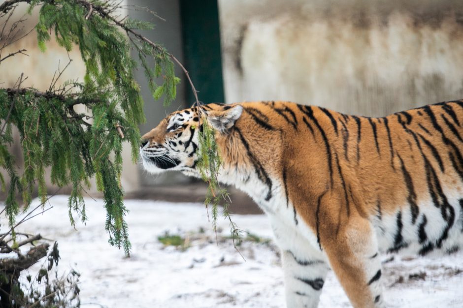 Kalėdinės dovanos pradžiugino Zoologijos sodo gyventojus (nuotraukų galerija)