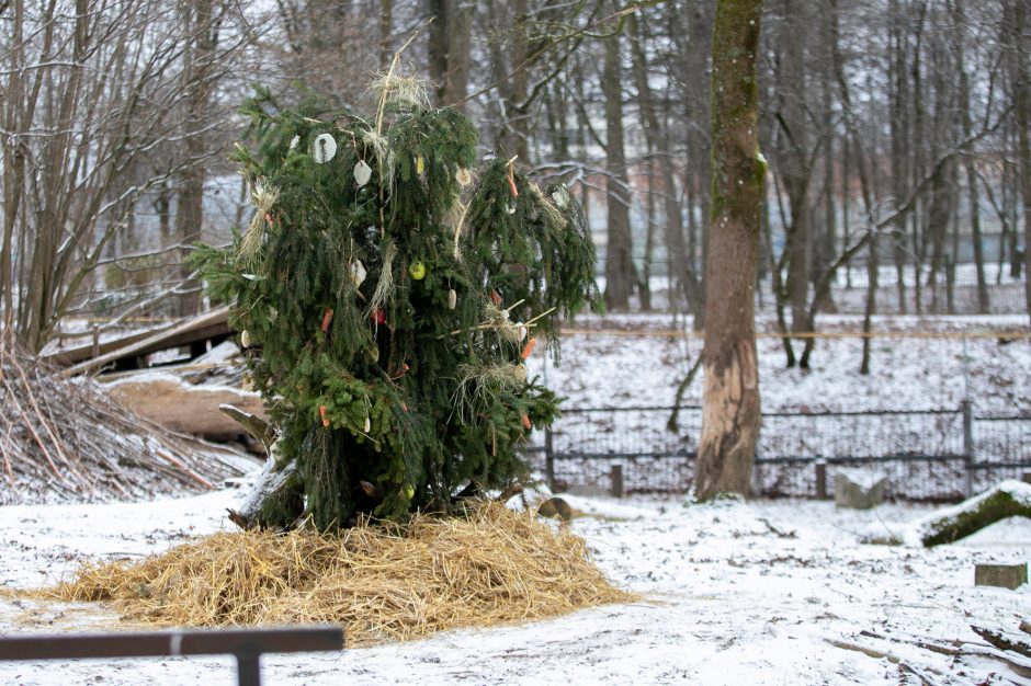 Kalėdinės dovanos pradžiugino Zoologijos sodo gyventojus (nuotraukų galerija)