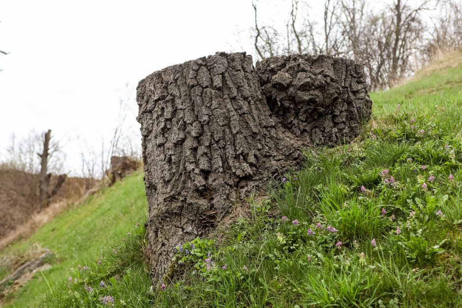 Gruodžių namuose – tarpukario dvasia ir menas, gimstantis iš saldainių popierėlių