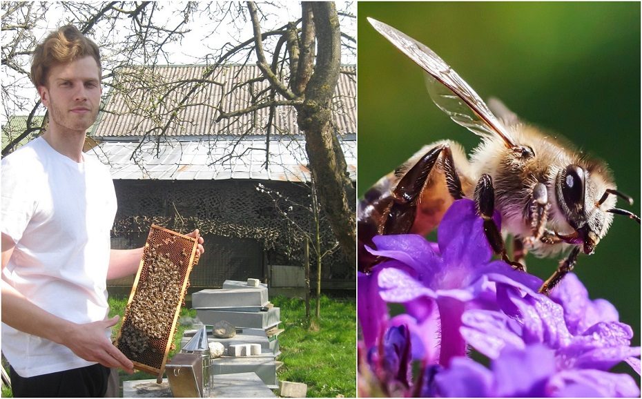 Privilioti bites galima ir miestų sklypuose