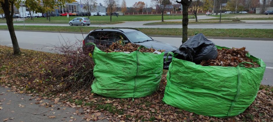 Lapkritis įsibėgėja, baigia nukristi paskutiniai medžių lapai – kur juos dėti