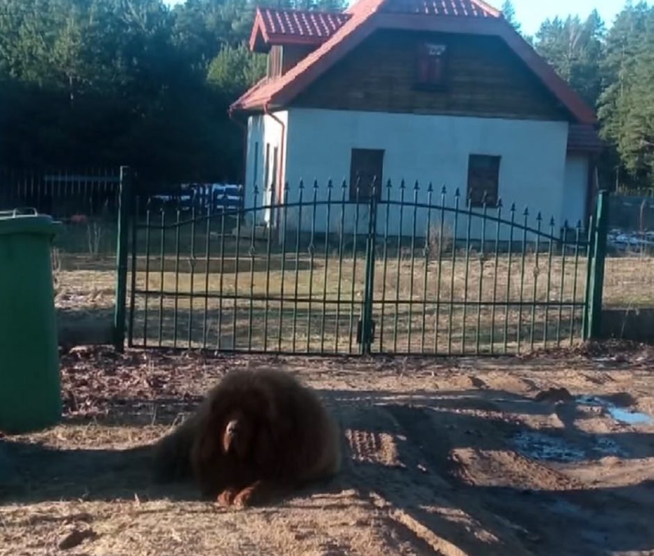 Milžiniškas šuo žiauriai sukandžiojo mažametę ir jos mamą: kas žino, gal būtų ir gerklę perkandęs