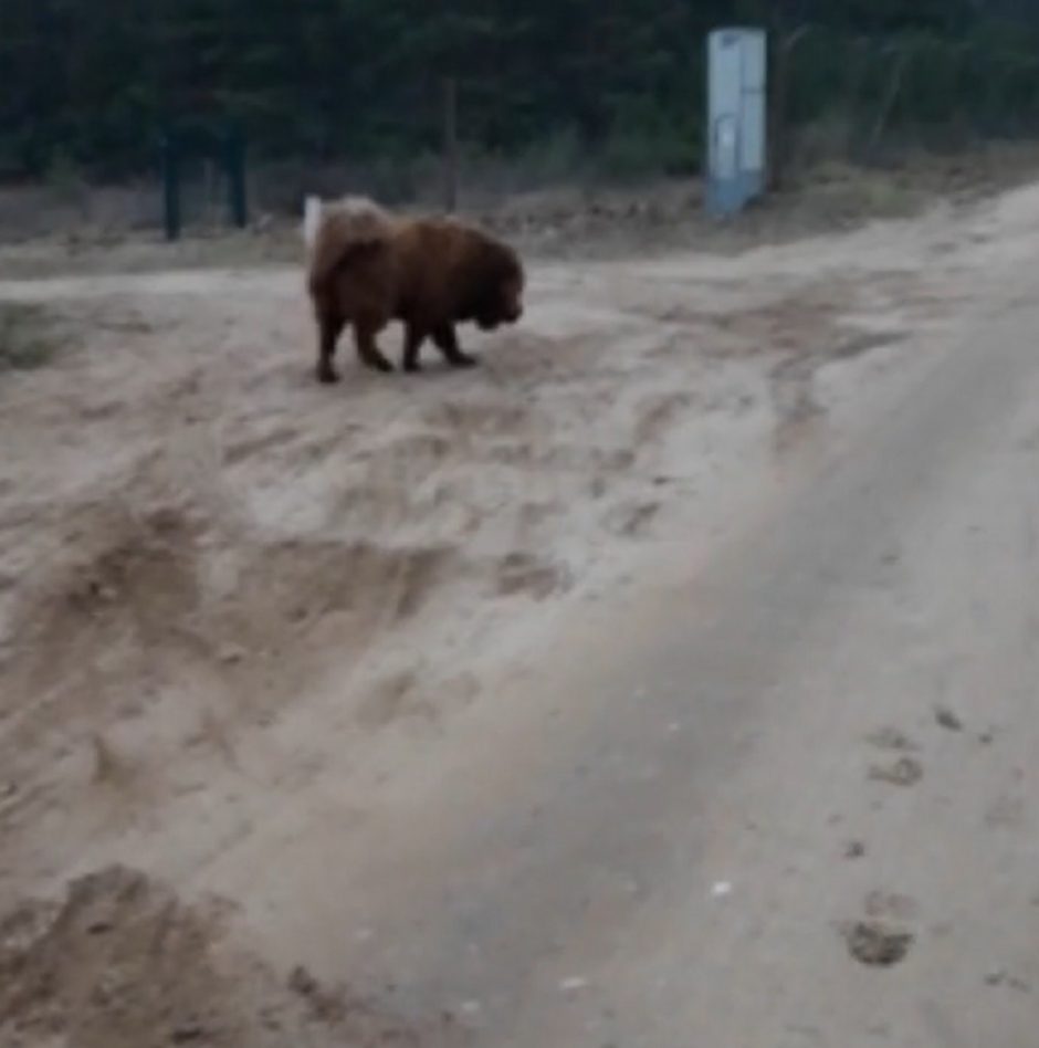 Milžiniškas šuo žiauriai sukandžiojo mažametę ir jos mamą: kas žino, gal būtų ir gerklę perkandęs